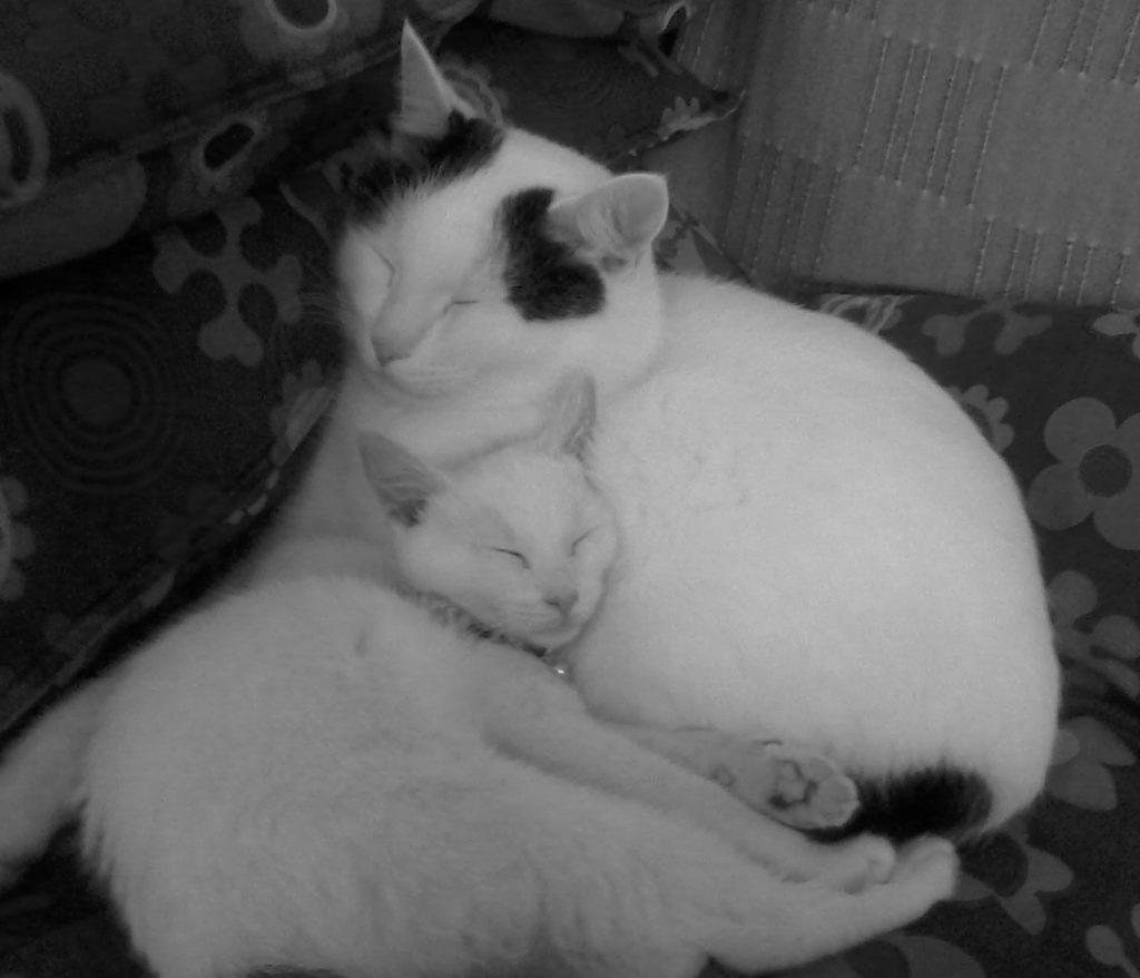 Prva violina, Sukie, in druga violina, Snoopy, se stiskata skupaj na kavču.